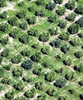 Aerial view of a neatly arranged olive tree orchard with green foliage and soil visible between the trees. - Olive Oil Times
