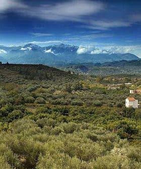 A scenic view of an olive grove landscape in Crete with mountains in the background. - Olive Oil Times
