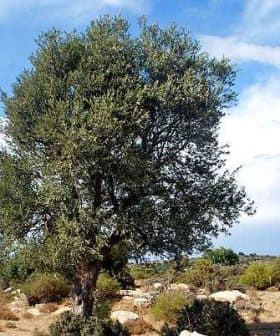 An olive tree with a dense canopy and green leaves against a clear sky. - Olive Oil Times