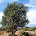 An olive tree with a dense canopy and green leaves against a clear sky. - Olive Oil Times