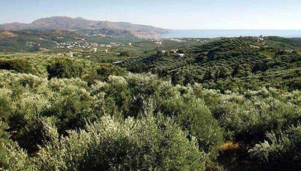 Expansive olive grove landscape in Kolymvari, Crete, with hills and distant sea view. - Olive Oil Times