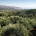 Expansive olive grove landscape in Kolymvari, Crete, with hills and distant sea view. - Olive Oil Times