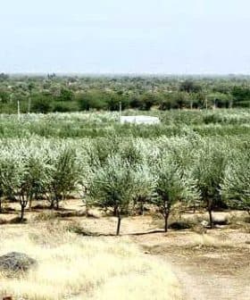 Expansive view of an olive tree plantation in Rajasthan with rows of trees. - Olive Oil Times
