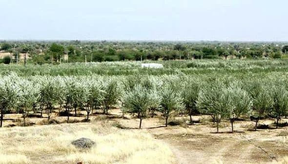 Expansive view of an olive tree plantation in Rajasthan with rows of trees. - Olive Oil Times