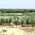 Expansive view of an olive tree plantation in Rajasthan with rows of trees. - Olive Oil Times