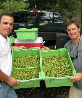 Two men standing beside a truck holding green bins filled with olives. - Olive Oil Times