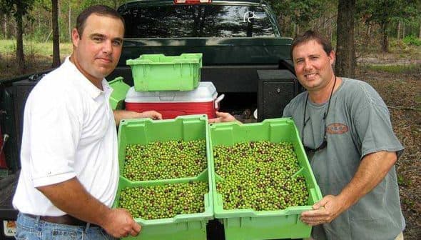 Two men standing beside a truck holding green bins filled with olives. - Olive Oil Times