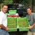 Two men standing beside a truck holding green bins filled with olives. - Olive Oil Times