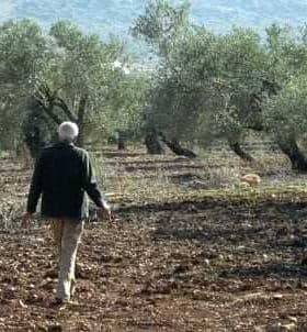 Individual walking among olive trees in a grove with a clear sky in the background. - Olive Oil Times