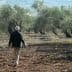 Individual walking among olive trees in a grove with a clear sky in the background. - Olive Oil Times