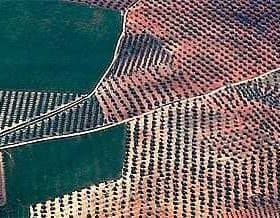 Aerial image showing a large olive grove with neatly arranged trees in rows. - Olive Oil Times