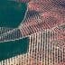 Aerial image showing a large olive grove with neatly arranged trees in rows. - Olive Oil Times