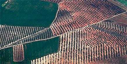 Aerial image showing a large olive grove with neatly arranged trees in rows. - Olive Oil Times