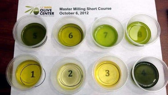 Eight small cups containing different olive oil samples labeled with numbers on a white sheet. - Olive Oil Times