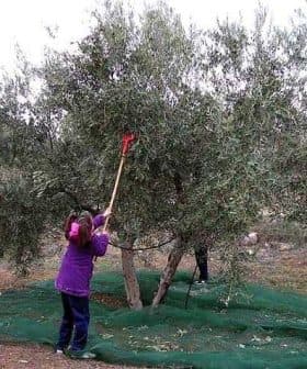 Children using poles to harvest olives from an olive tree while standing on a green net. - Olive Oil Times