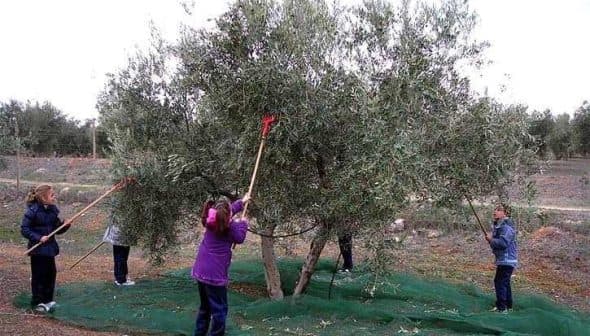 Children using poles to harvest olives from an olive tree while standing on a green net. - Olive Oil Times