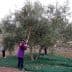 Children using poles to harvest olives from an olive tree while standing on a green net. - Olive Oil Times