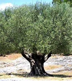 An olive tree with a thick canopy of green leaves and a sturdy trunk in a natural setting. - Olive Oil Times