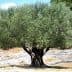 An olive tree with a thick canopy of green leaves and a sturdy trunk in a natural setting. - Olive Oil Times