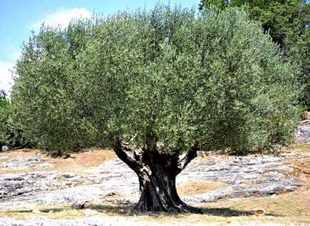 An olive tree with a thick canopy of green leaves and a sturdy trunk in a natural setting. - Olive Oil Times