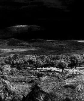 Black and white image of a landscape featuring olive trees and rocky terrain under a dark sky. - Olive Oil Times
