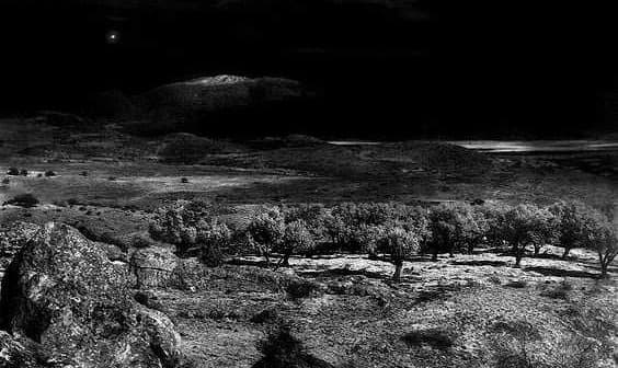 Black and white image of a landscape featuring olive trees and rocky terrain under a dark sky. - Olive Oil Times