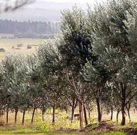 Row of olive trees in a grove located in Uruguay under a clear sky. - Olive Oil Times