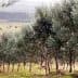 Row of olive trees in a grove located in Uruguay under a clear sky. - Olive Oil Times