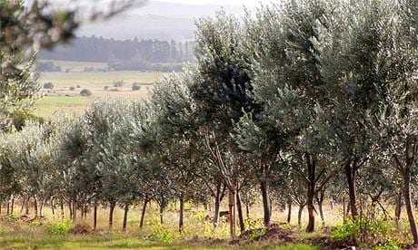 Row of olive trees in a grove located in Uruguay under a clear sky. - Olive Oil Times