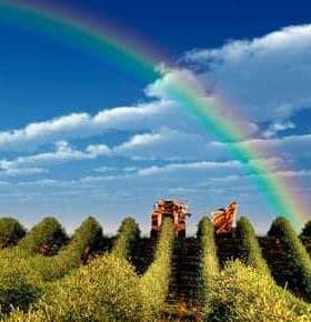 Olive trees in rows under a blue sky with a rainbow arching above. - Olive Oil Times
