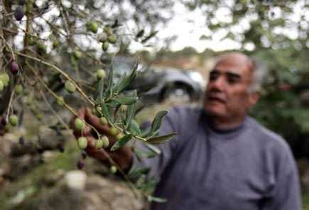 Man inspecting olive branches with green and purple olives in a natural setting. - Olive Oil Times