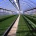 Interior view of a greenhouse featuring rows of grass on the ground and a clear roof. - Olive Oil Times