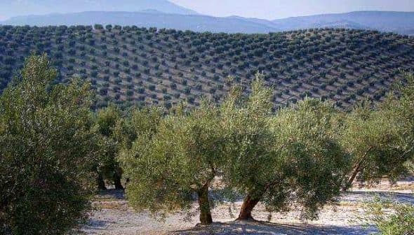 Olive trees arranged in rows on a hillside in an olive grove in Spain. - Olive Oil Times