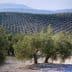 Olive trees arranged in rows on a hillside in an olive grove in Spain. - Olive Oil Times