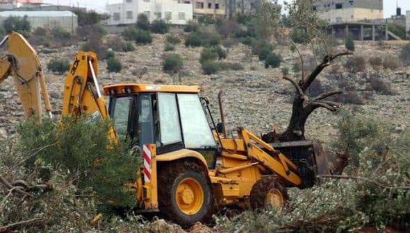 Yellow backhoe loader working in an olive grove, with an olive tree in the background. - Olive Oil Times