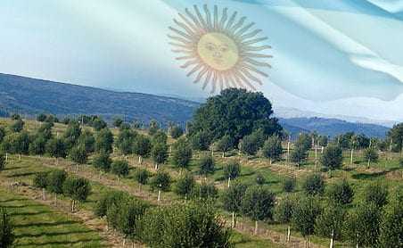 Olive trees arranged in rows on a hillside with an overlay of the Argentine flag. - Olive Oil Times