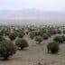 A landscape featuring numerous olive trees arranged in rows across a flat terrain. - Olive Oil Times