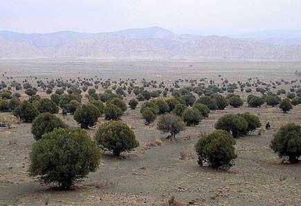 A landscape featuring numerous olive trees arranged in rows across a flat terrain. - Olive Oil Times