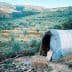 A plastic-covered structure in an olive grove surrounded by trees and hills. - Olive Oil Times