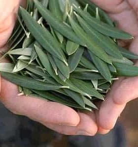 A pair of hands holding a collection of fresh olive leaves, showcasing their green color and elongated shape. - Olive Oil Times