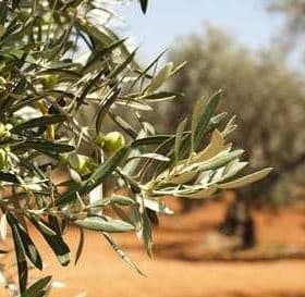 Close-up of an olive tree branch featuring green olives and leaves in a natural setting. - Olive Oil Times