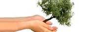 Two hands gently holding a small olive tree with green leaves. - Olive Oil Times