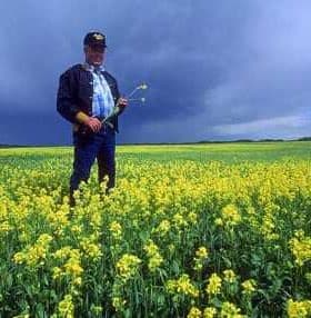 A man holding a flower while standing in a field of yellow flowers under a cloudy sky. - Olive Oil Times