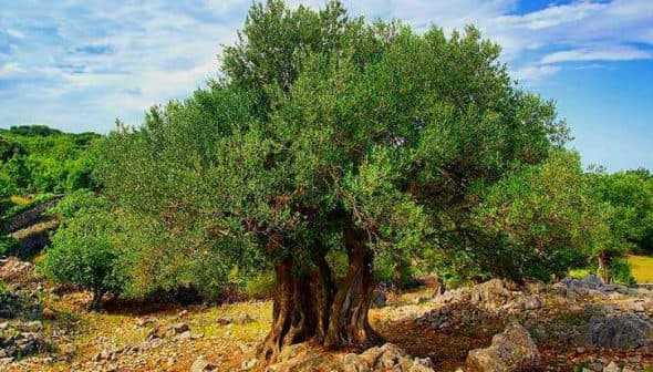 A large olive tree with a thick trunk and dense green foliage in a rocky area. - Olive Oil Times