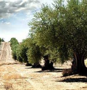Row of olive trees in a field with a dirt path and distant hills. - Olive Oil Times