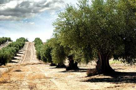 Row of olive trees in a field with a dirt path and distant hills. - Olive Oil Times