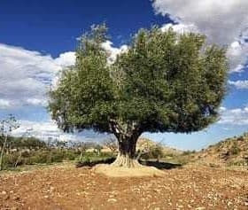 A large olive tree standing alone in a dry landscape with blue skies and clouds. - Olive Oil Times