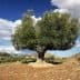 A large olive tree standing alone in a dry landscape with blue skies and clouds. - Olive Oil Times