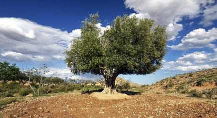 A large olive tree standing alone in a dry landscape with blue skies and clouds. - Olive Oil Times