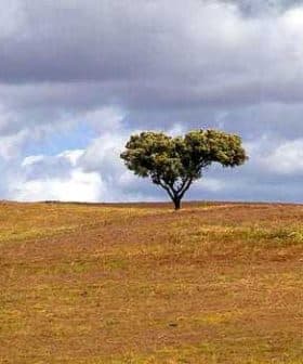 Single tree standing on a grassy hill under a cloudy sky. - Olive Oil Times